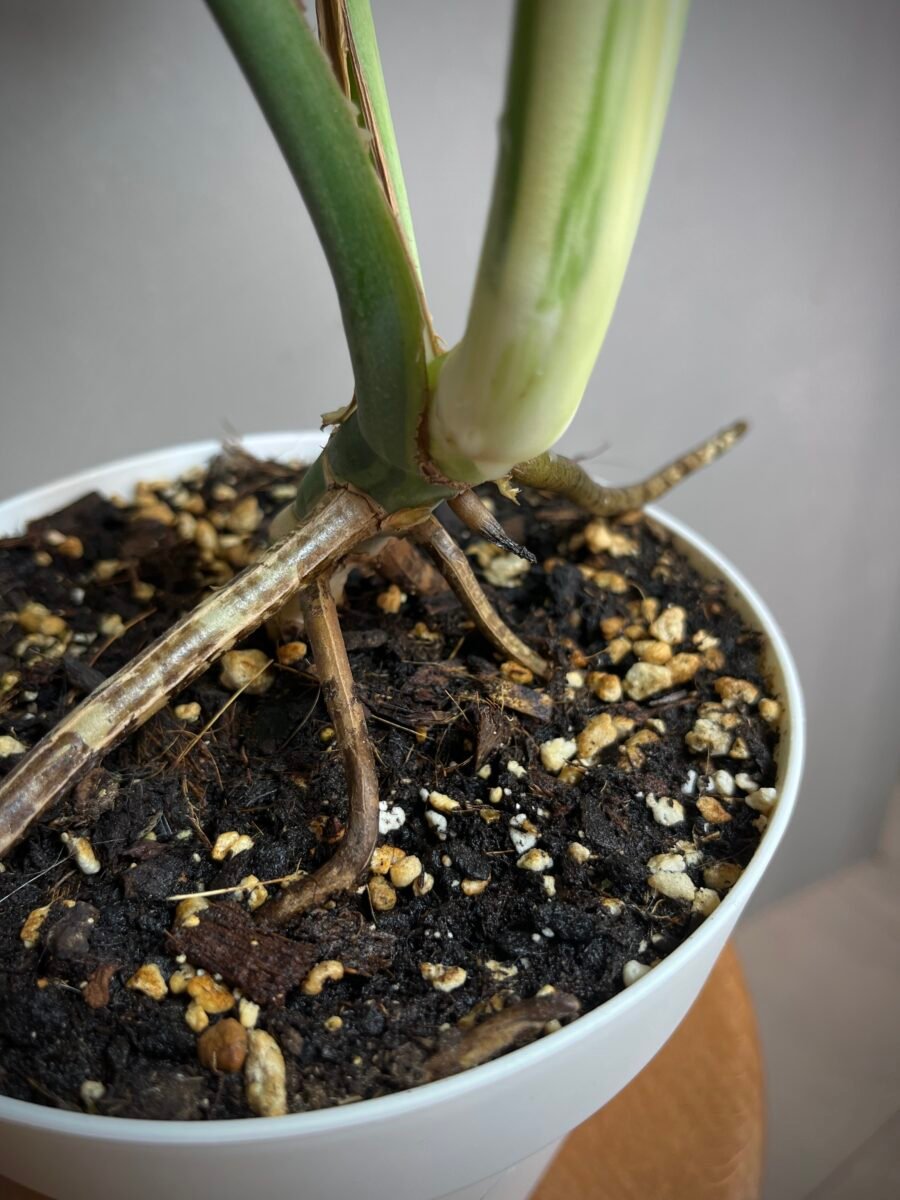Monstera Jungle Mint NoID N°008 – Image 5