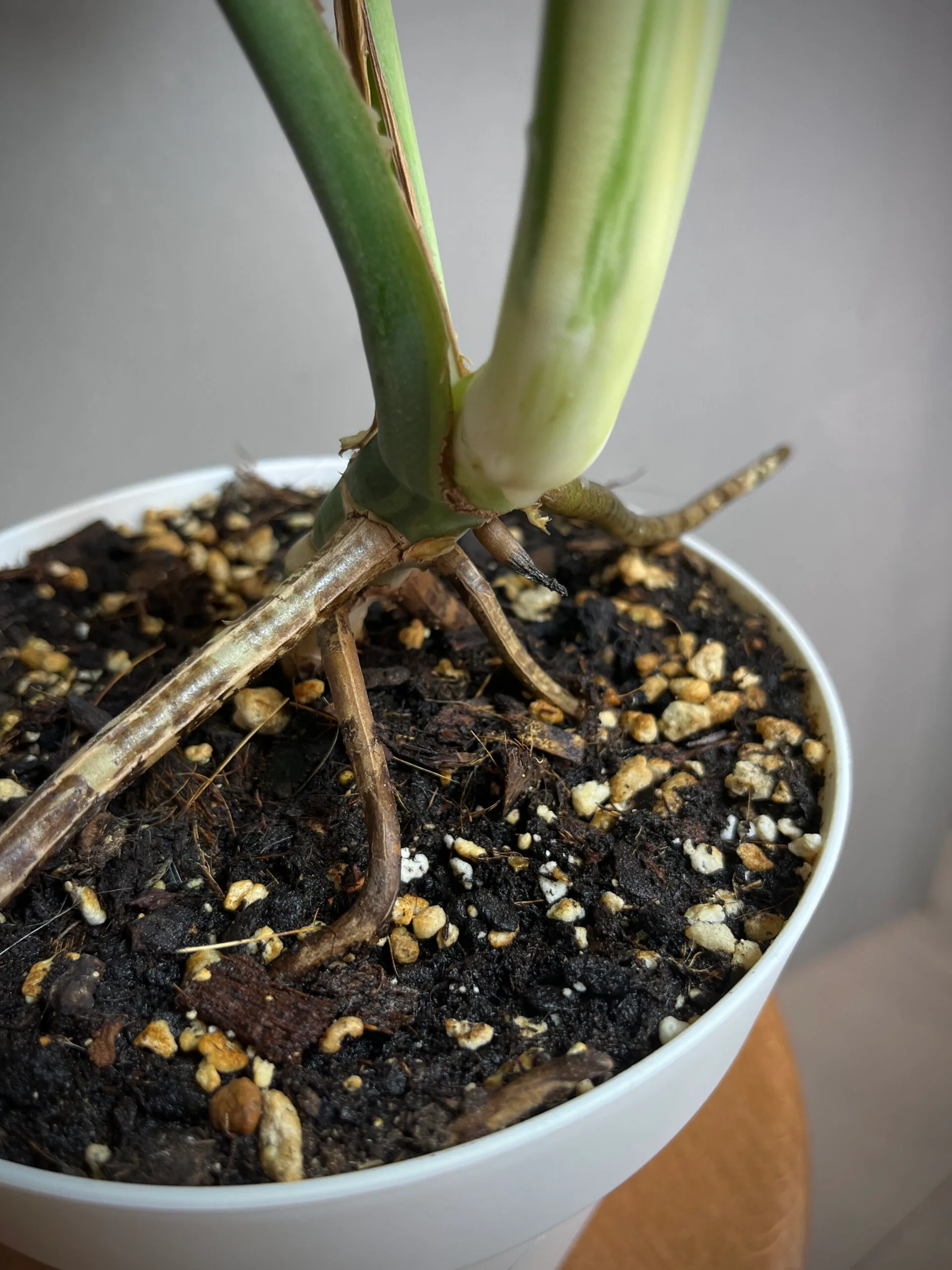 Monstera Jungle Mint NoID N°008 – Image 5