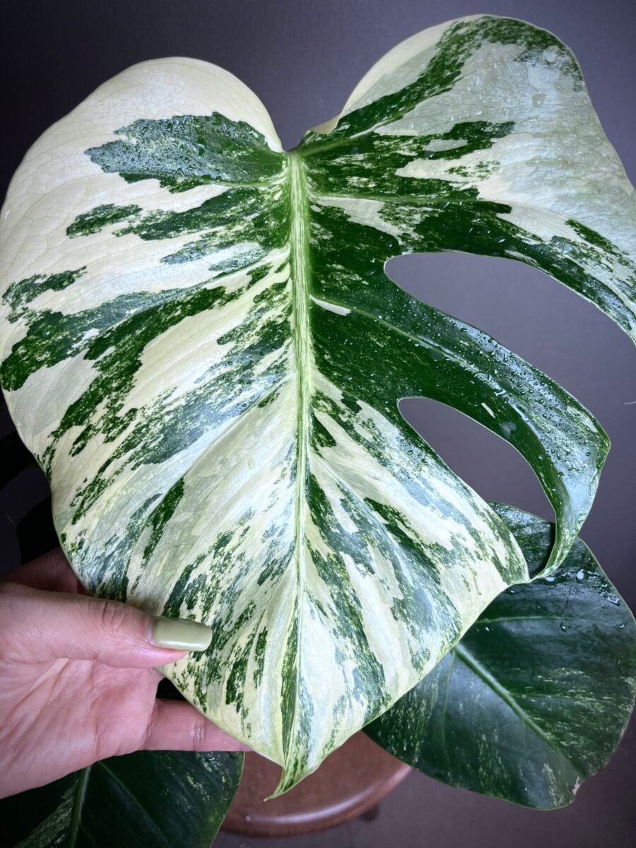 Monstera Jungle Mint NoID N°008 – Image 3