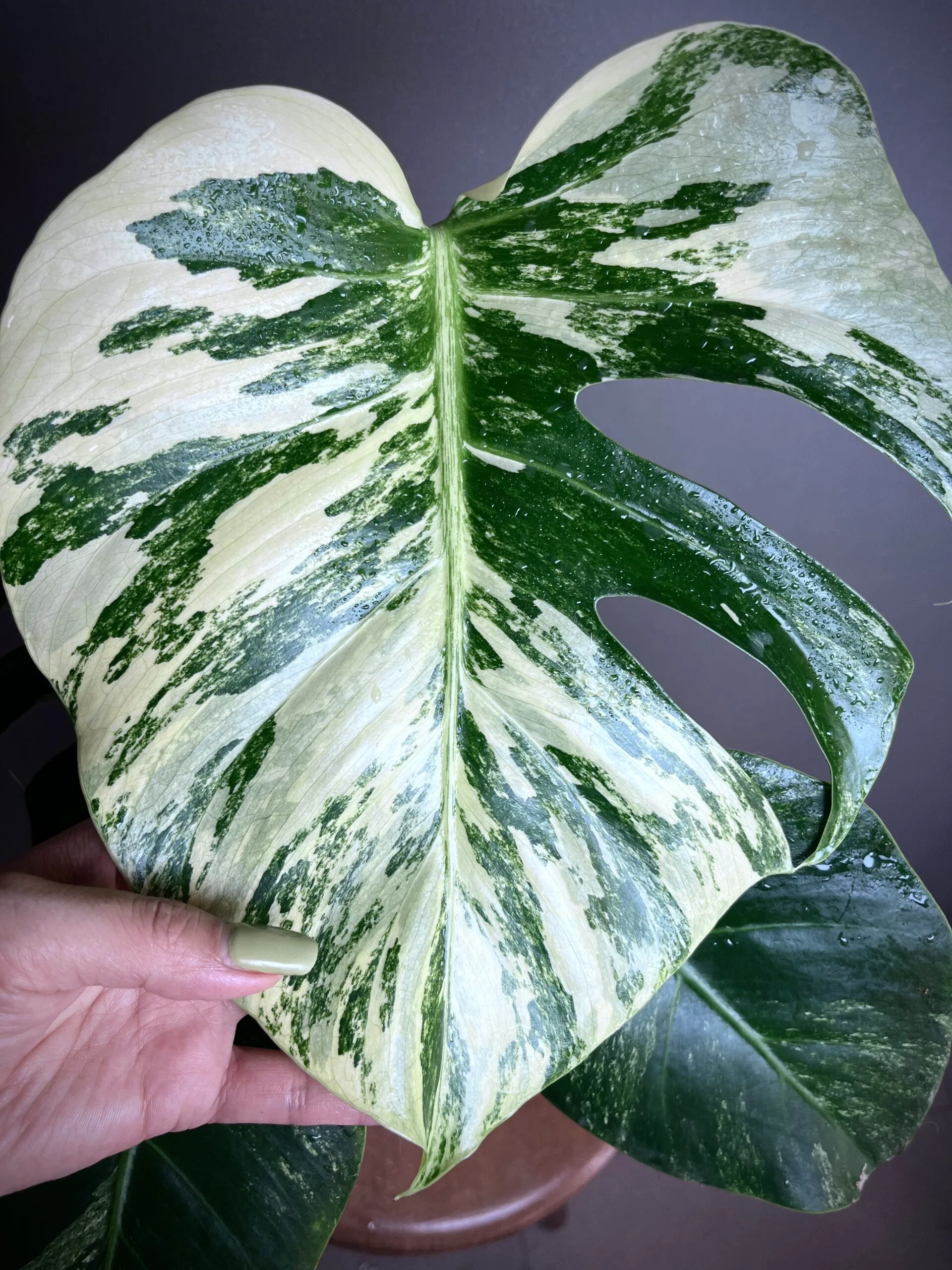 Monstera Jungle Mint NoID N°008 – Image 3