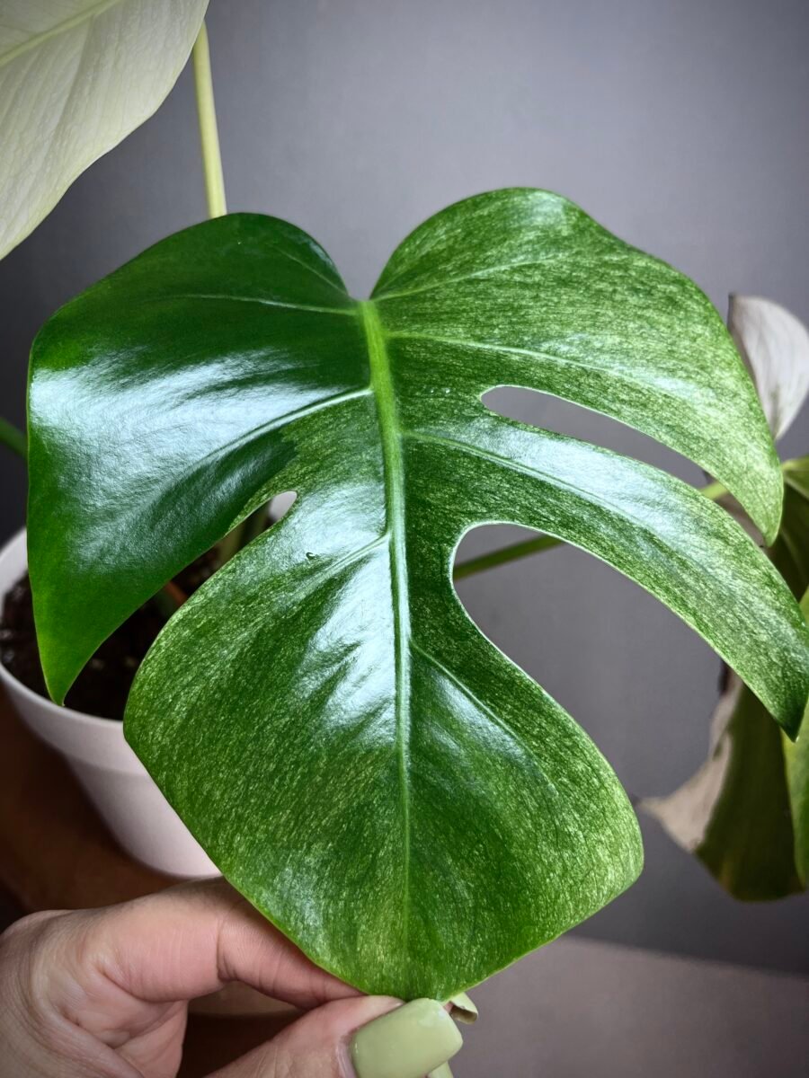 Monstera Jungle Mint NoID N°009 – Image 4