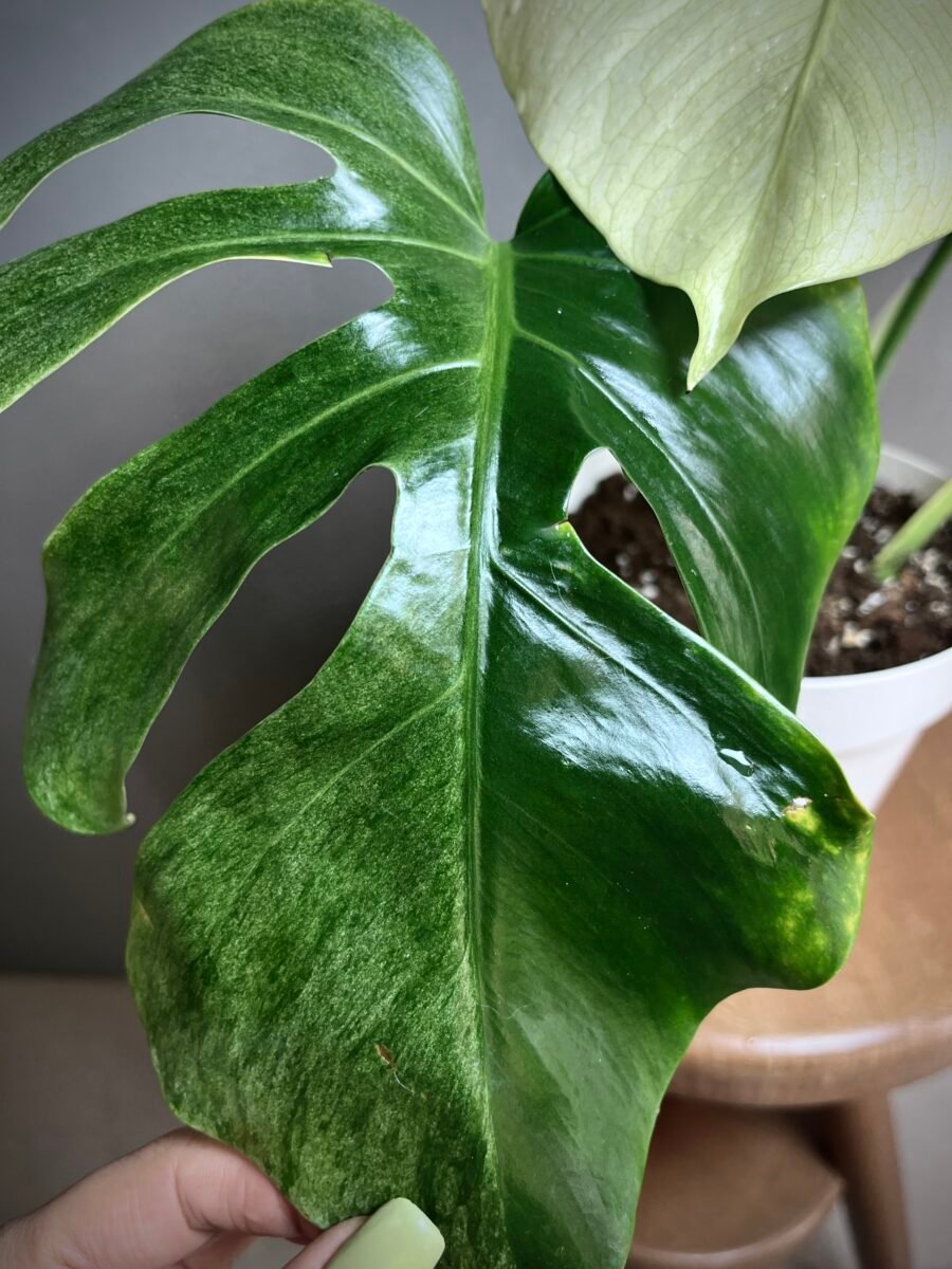 Monstera Jungle Mint NoID N°009 – Image 3