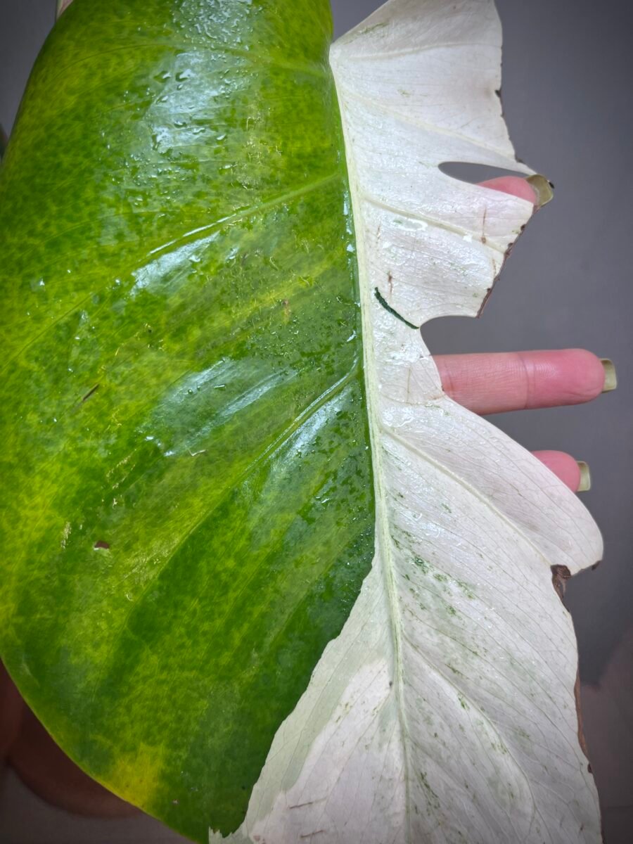 Monstera Jungle Mint NoID N°009 – Image 5