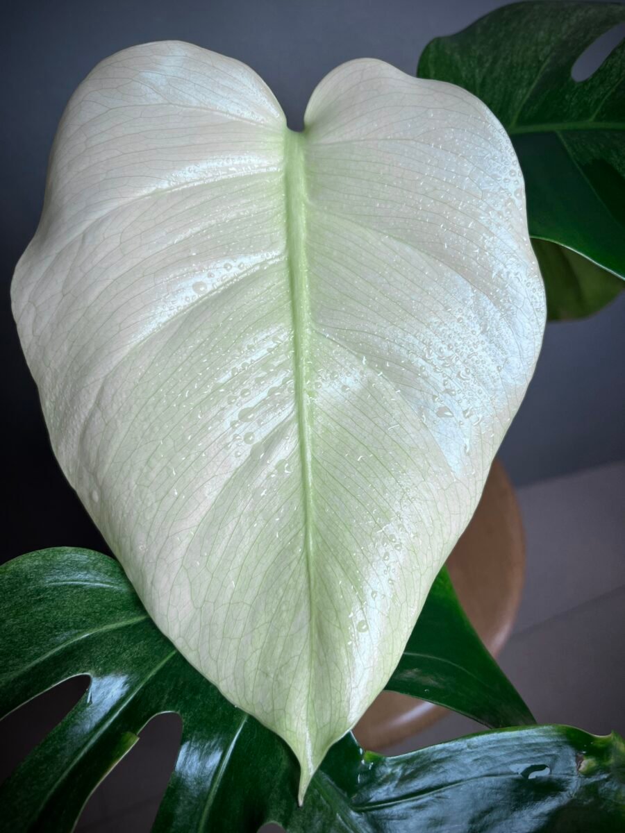 Monstera Jungle Mint