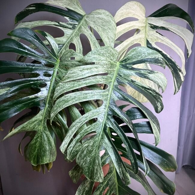 Monstera Jungle Mint