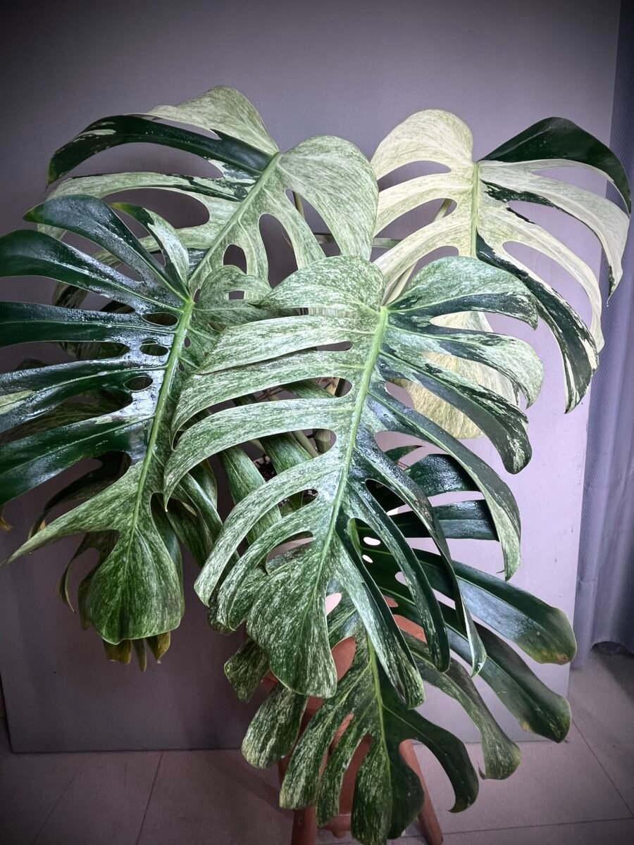 Monstera Jungle Mint NoID XXL N°010 – Image 10