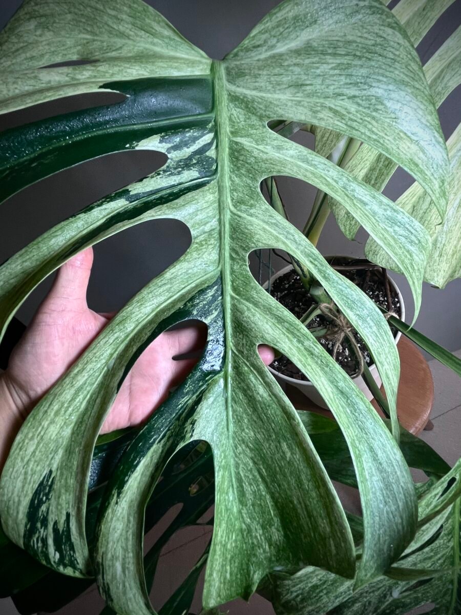 Monstera Jungle Mint NoID