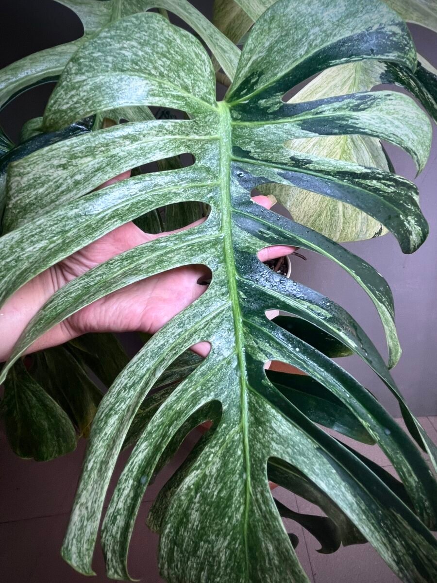 Monstera Jungle Mint NoID XXL N°010 – Image 3