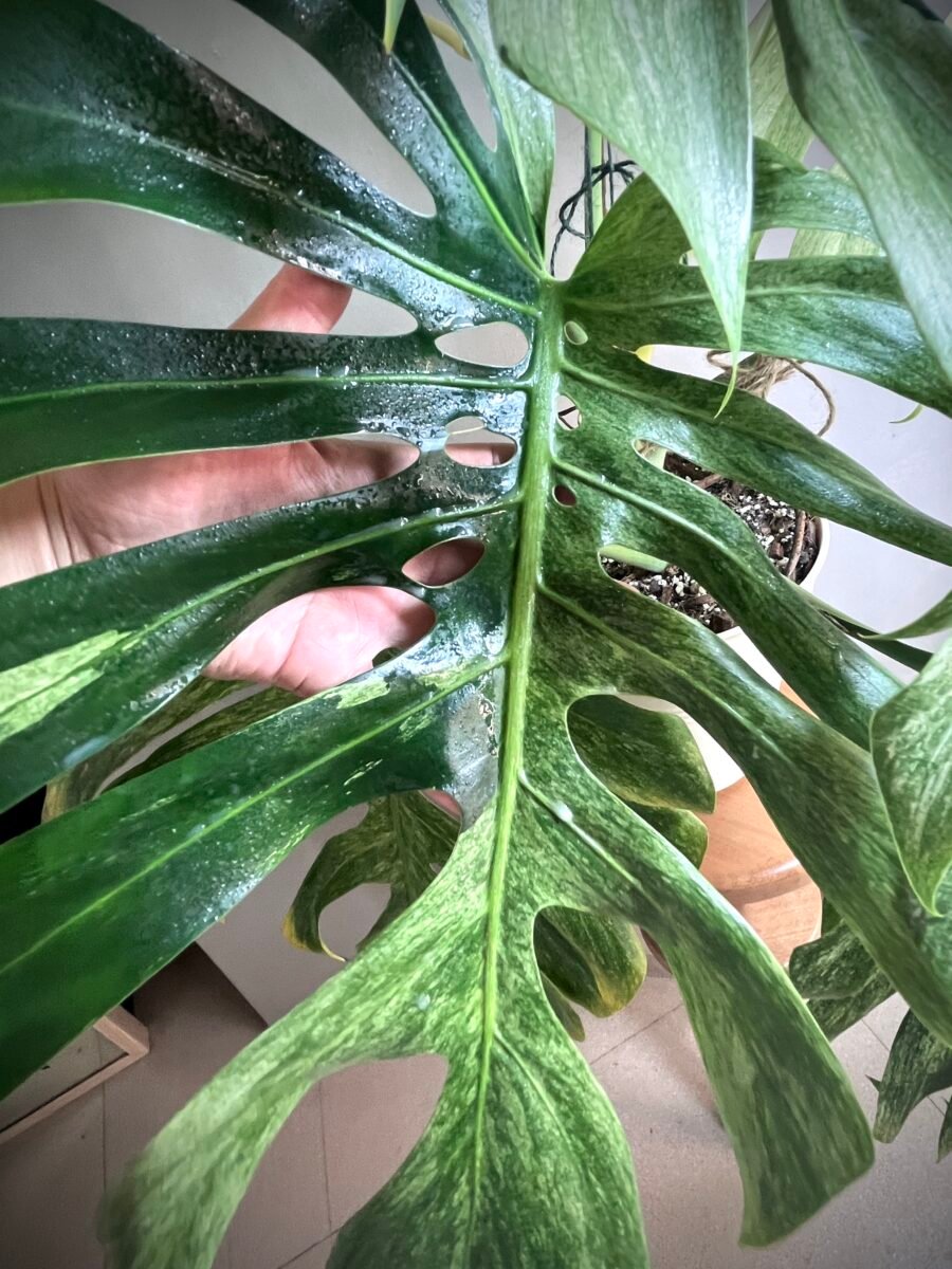 Monstera Jungle Mint NoID XXL N°010 – Image 4