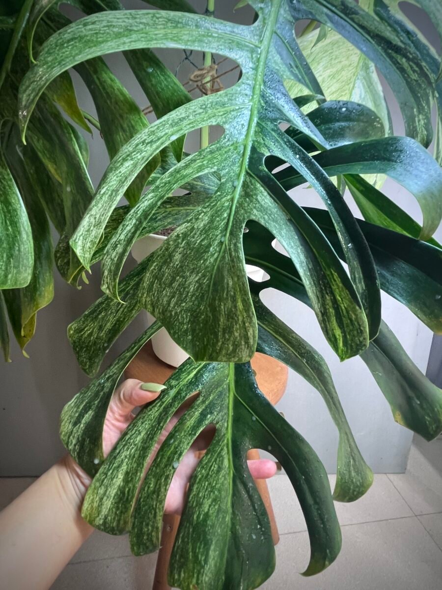 Monstera Jungle Mint NoID XXL N°010 – Image 5