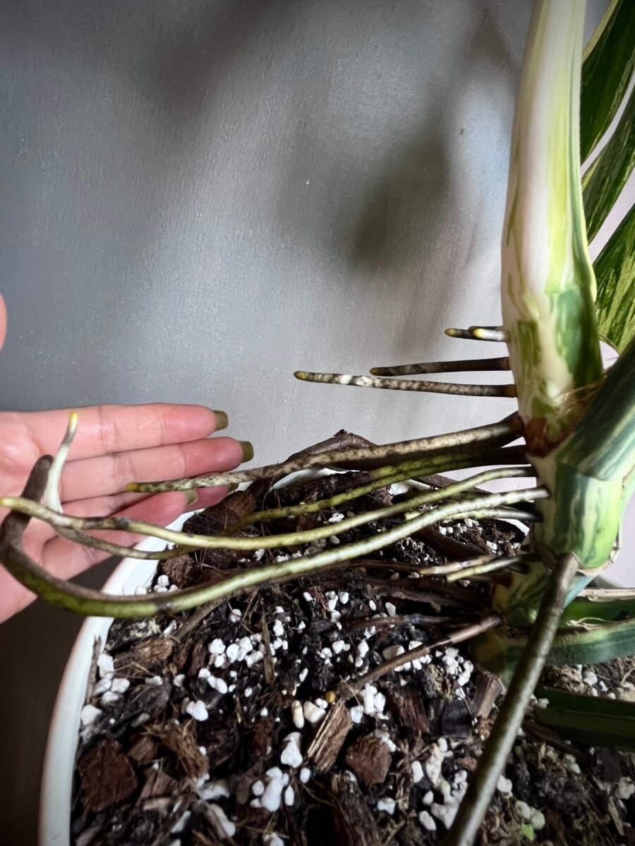 Monstera Jungle Mint NoID XXL N°010 – Image 9