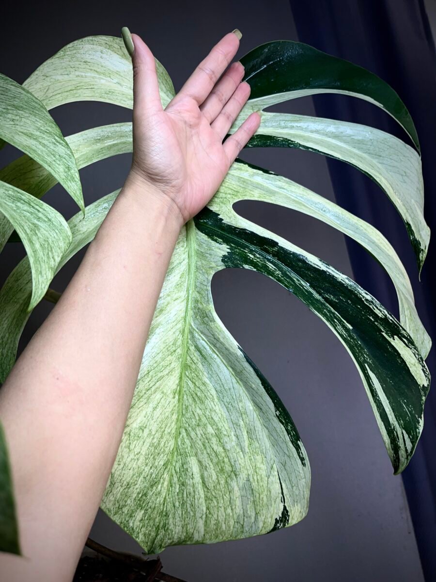 Monstera Jungle Mint NoID XXL N°010 – Image 7