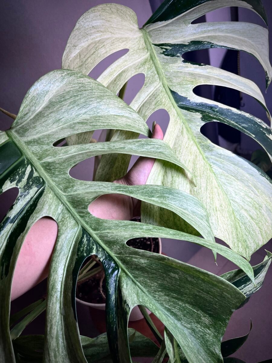 Monstera Jungle Mint NoID XXL N°010 – Image 6