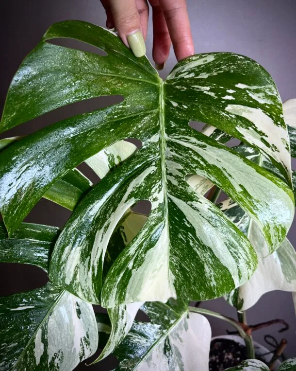 Monstera Delicosa Borsigina Variegata Small Form