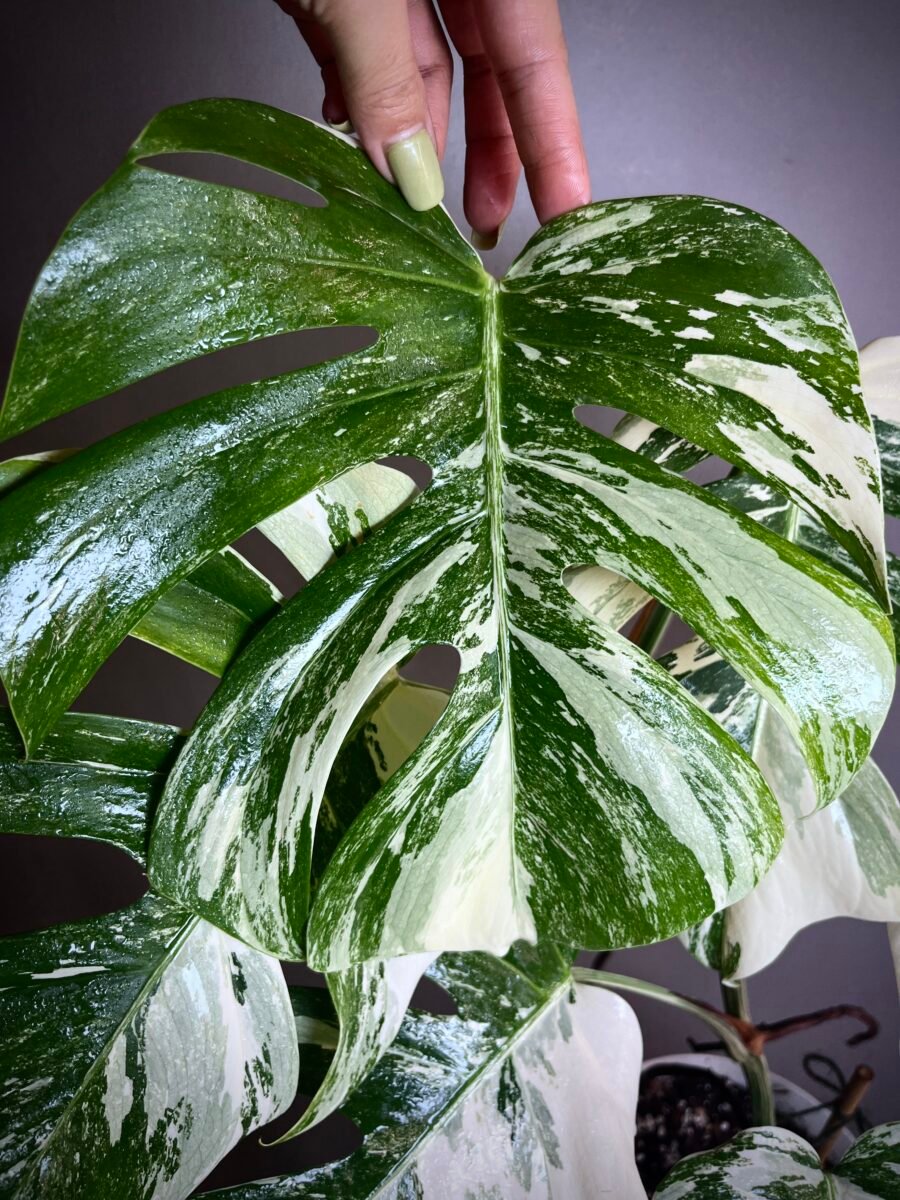 Monstera Delicosa Borsigina Variegata Small Form