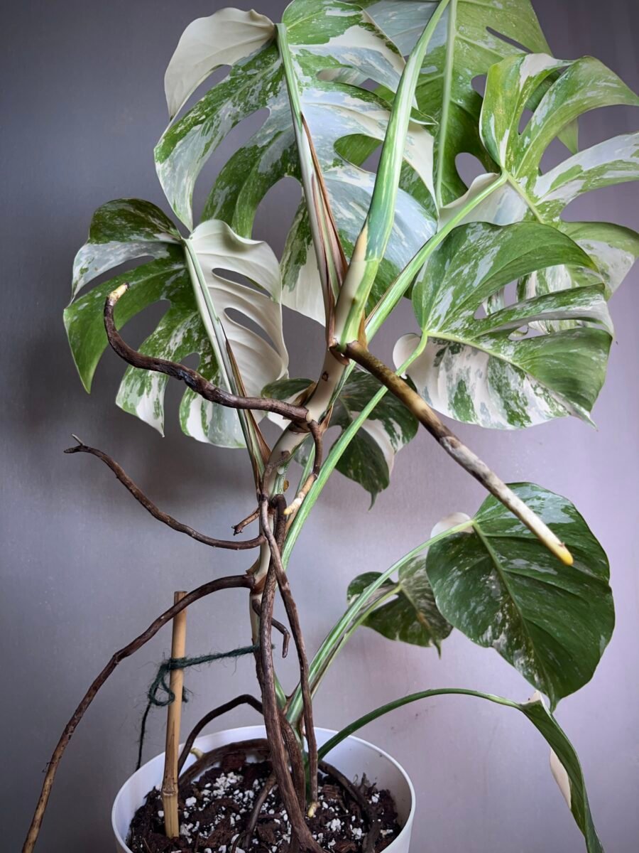 Monstera Deliciosa Borsigiana Samll Form N°01 – Image 6