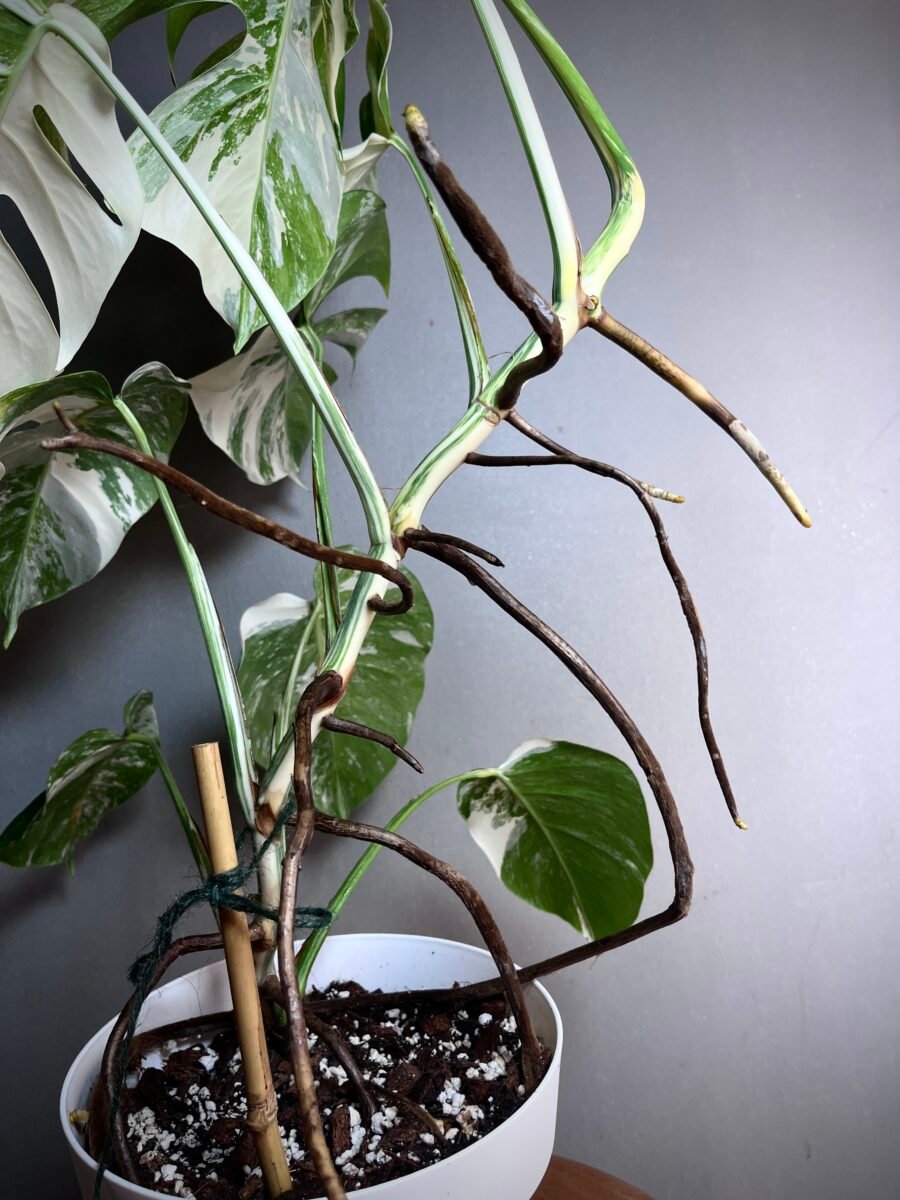 Monstera Deliciosa Borsigiana Samll Form N°01 – Image 7