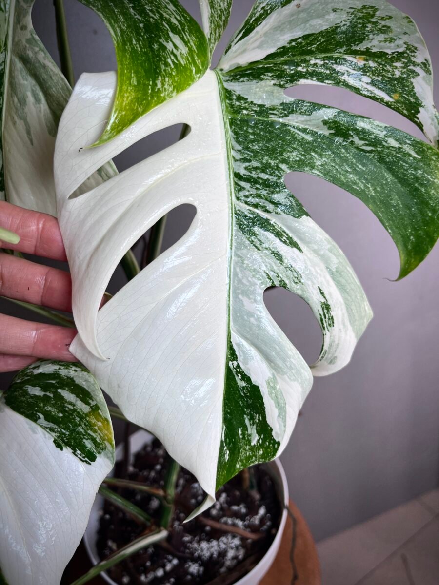 Monstera Deliciosa Borsigiana Samll Form N°01 – Image 5