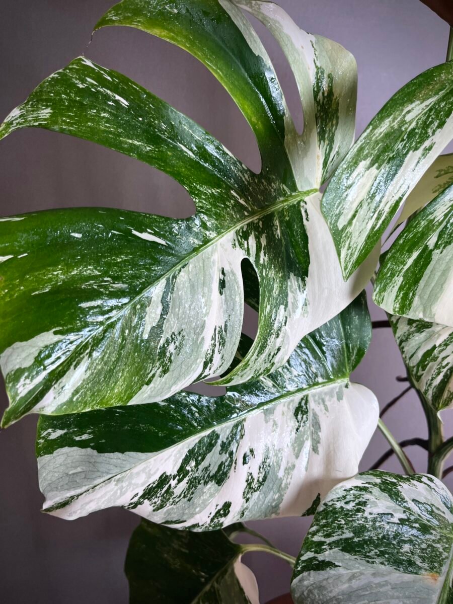 Monstera Deliciosa Borsigiana Samll Form N°01 – Image 4