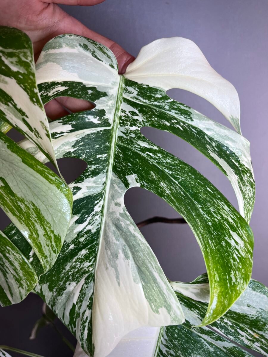 Monstera Deliciosa Borsigiana Samll Form N°01 – Image 3
