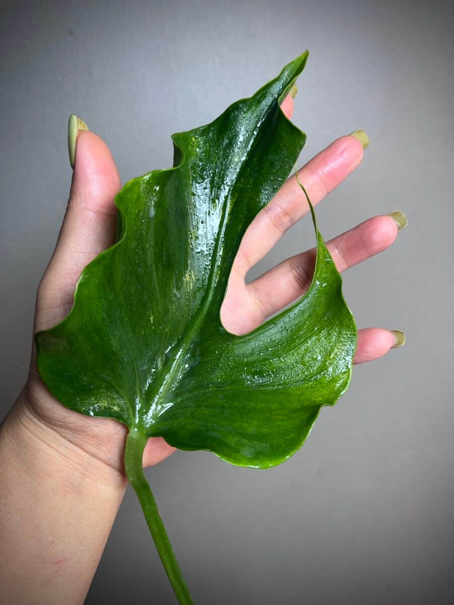 Monstera Deliciosa Unniiae N° 01 – Image 3