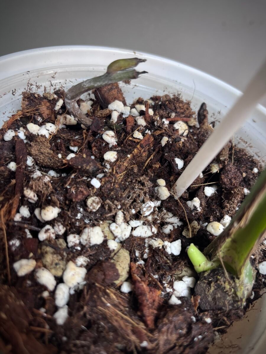 Monstera Deliciosa Unniiae N° 01 – Image 4