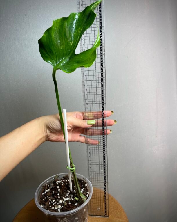 Monstera Deliciosa Unniiae