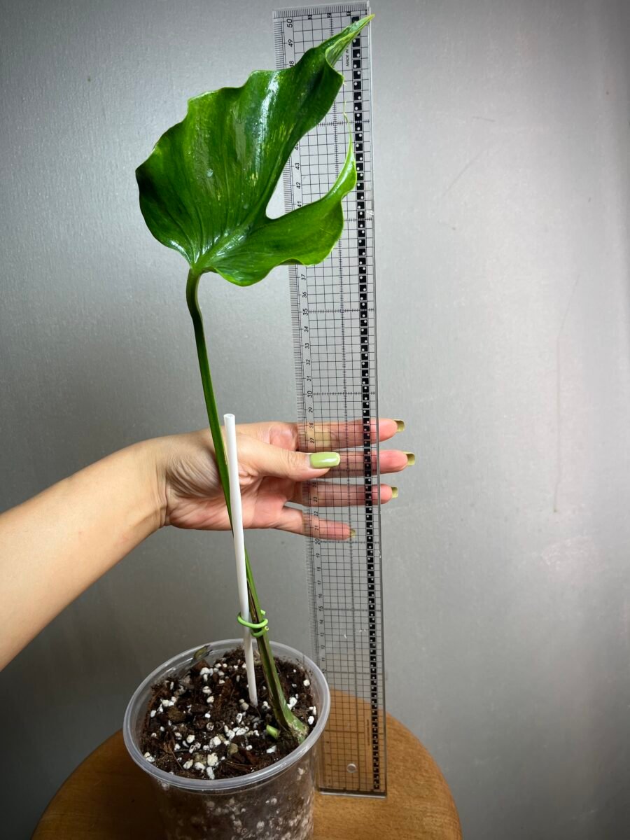 Monstera Deliciosa Unniiae