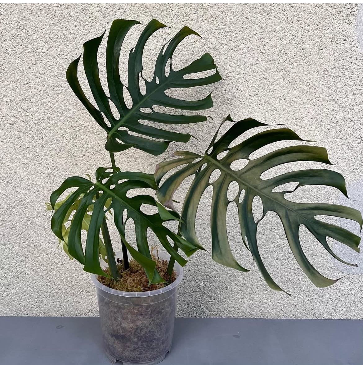 Monstera Brazil Common Form 6 Monstera Brazil Common Form