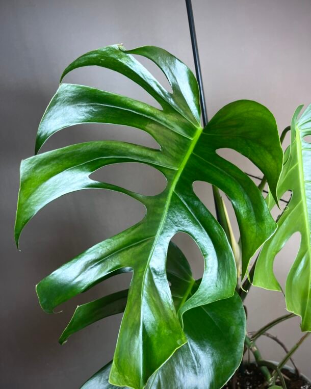 Monstera Brazil Common Form