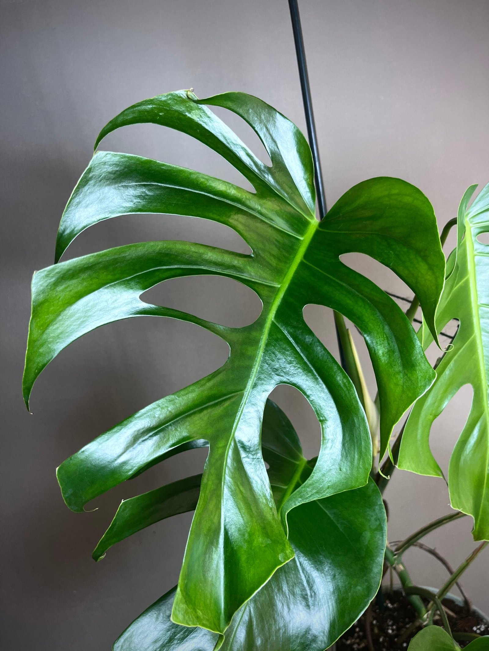 Monstera Brazil Common Form 2 Monstera Brazil Common Form