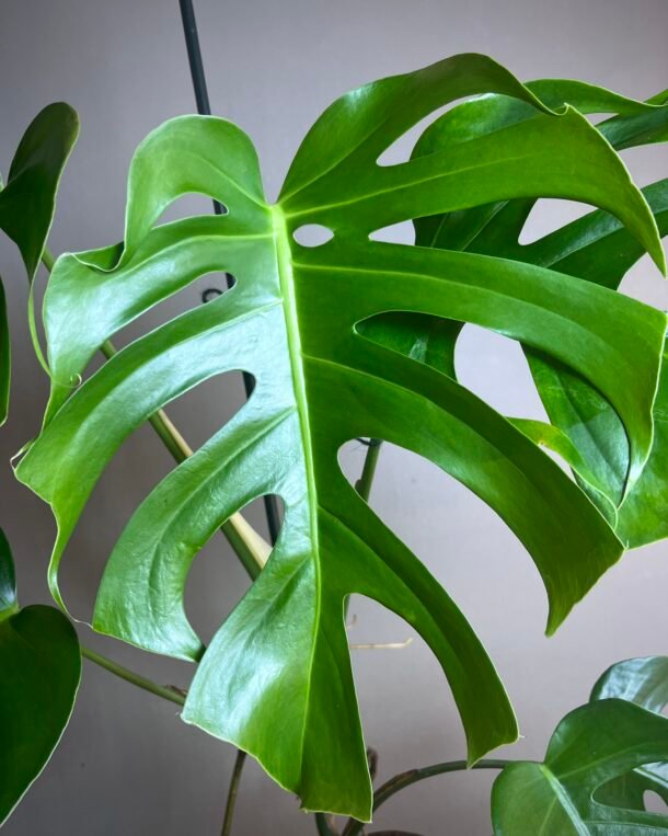 Monstera Brazil Common Form