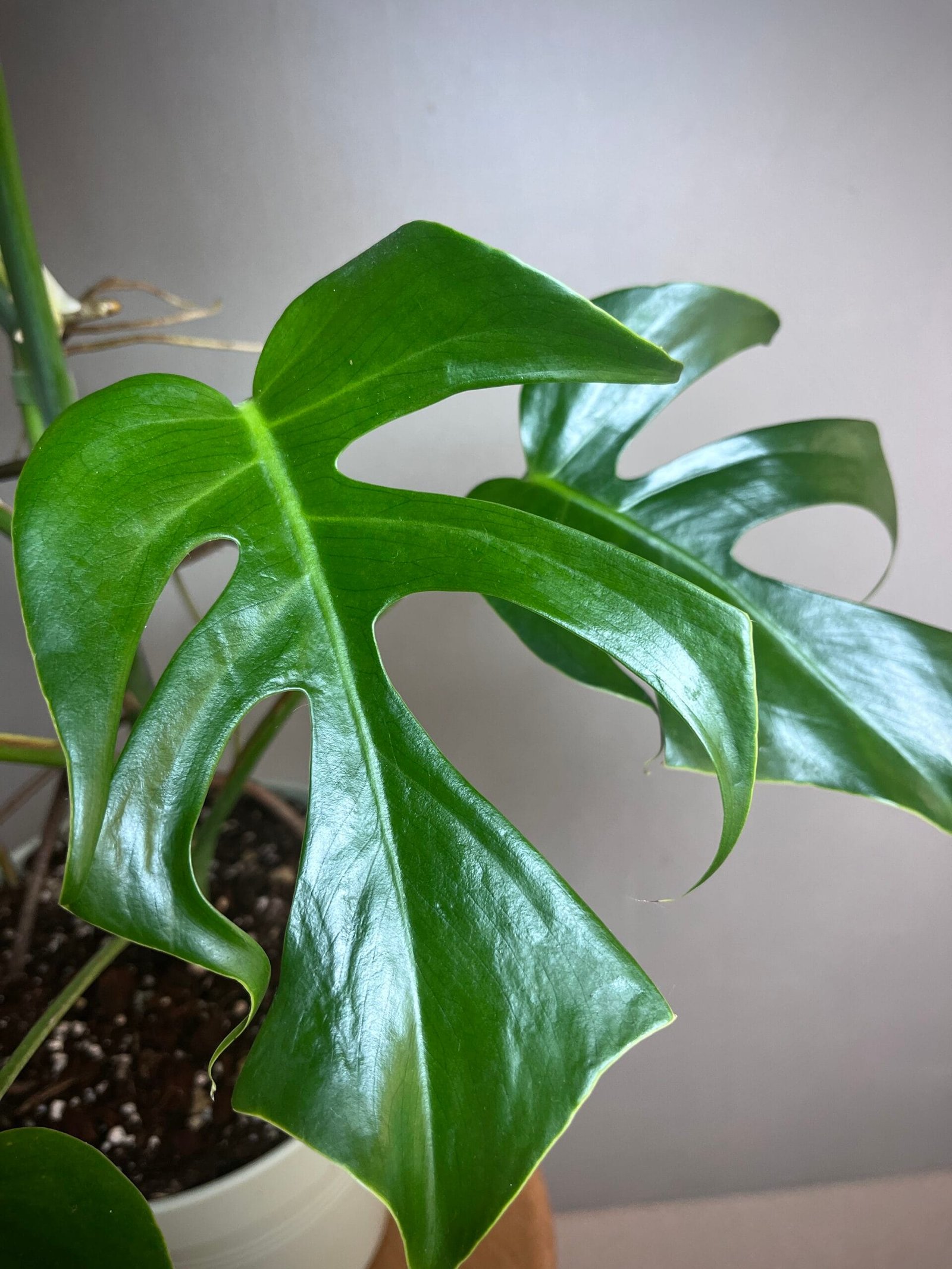 Monstera Brazil Common Form 4 Monstera Brazil Common Form