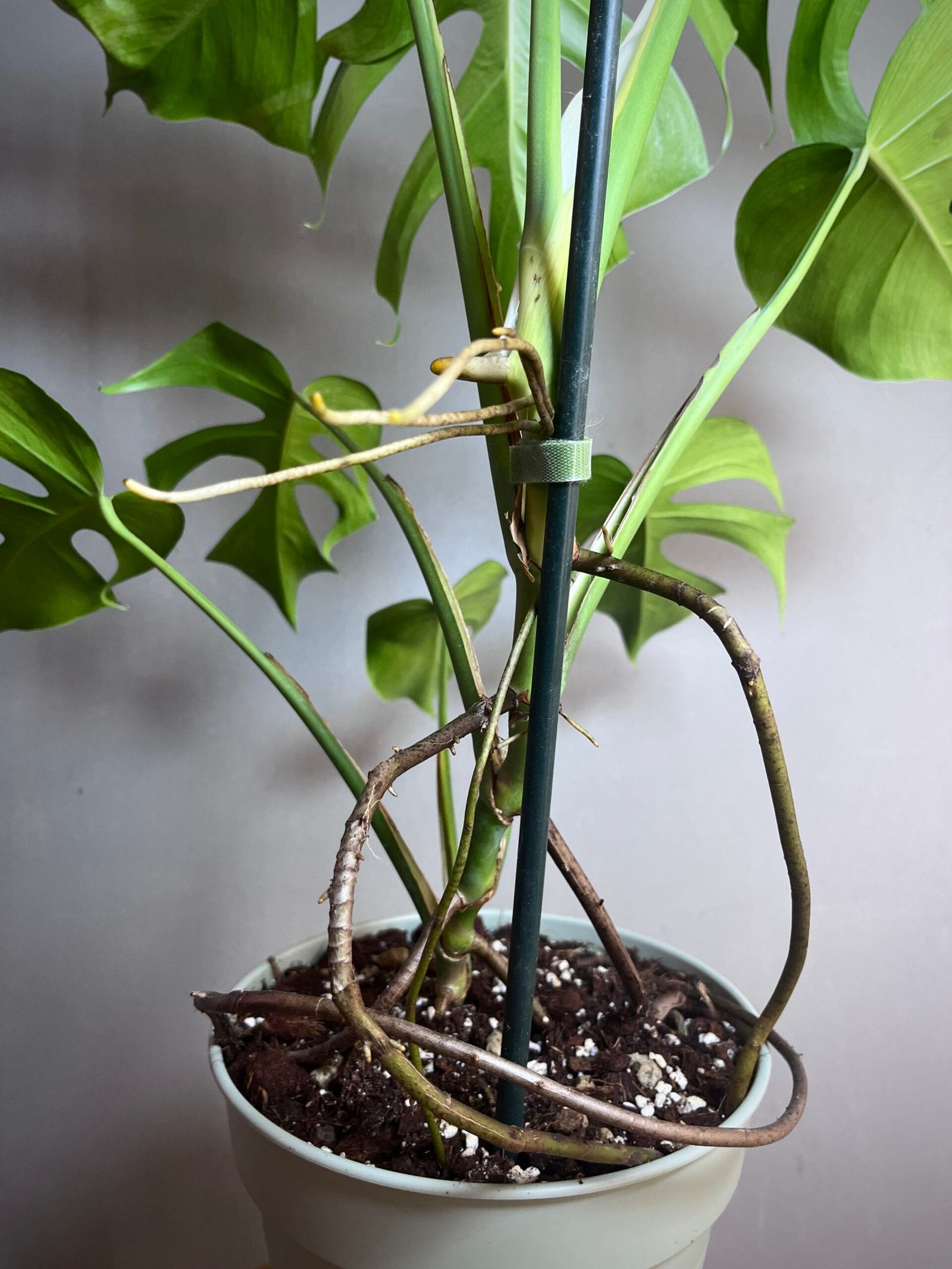 Monstera Brazil Common Form 5 Monstera Brazil Common Form