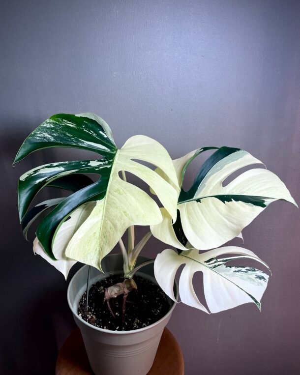 Monstera Jungle Mint NoID