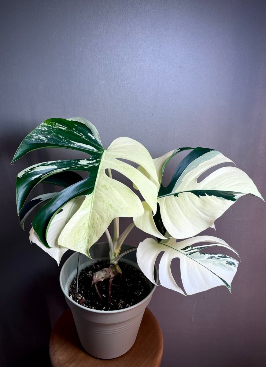 Monstera Jungle Mint NoID