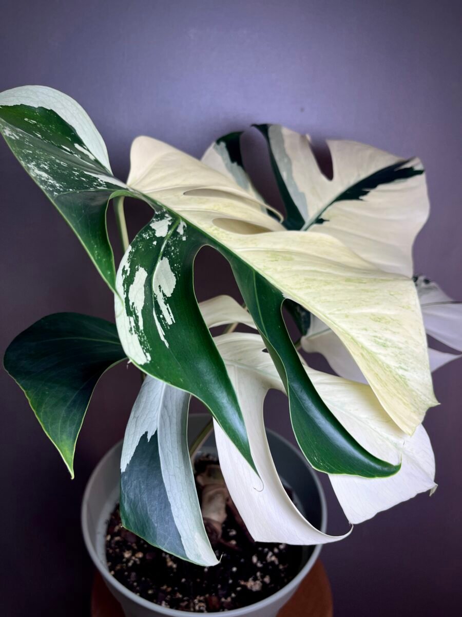 Monstera Jungle Mint (NoID) N12 – Image 9