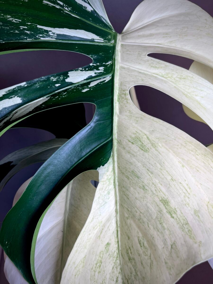 Monstera Jungle Mint (NoID) N12 – Image 3