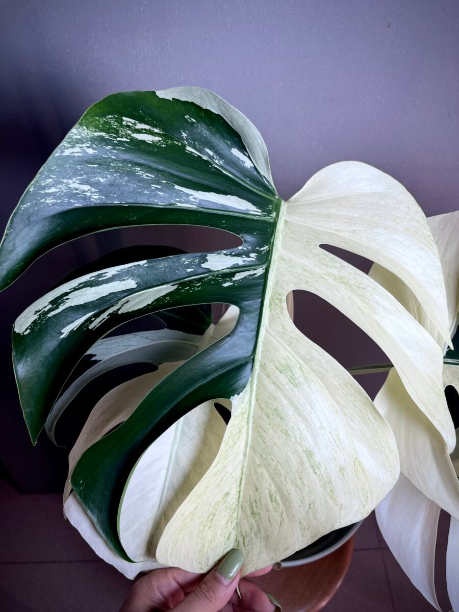 Monstera Jungle Mint NoID
