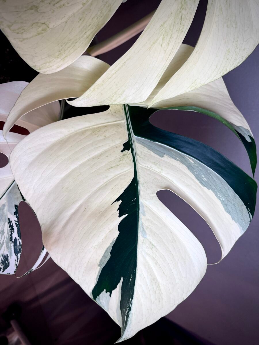 Monstera Jungle Mint (NoID) N12 – Image 4
