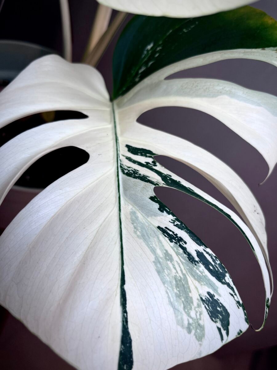 Monstera Jungle Mint (NoID) N12 – Image 5