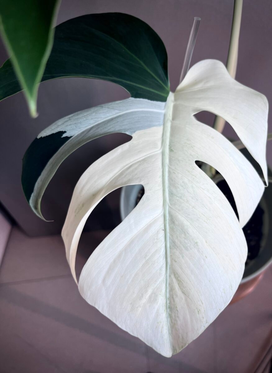 Monstera Jungle Mint (NoID) N12 – Image 6