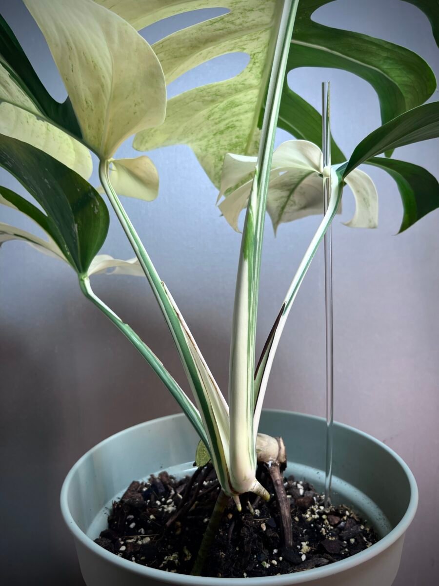 Monstera Jungle Mint (NoID) N12 – Image 7