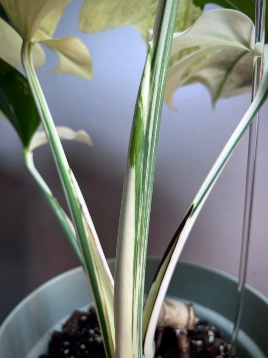 Monstera Jungle Mint (NoID) N12 – Image 8