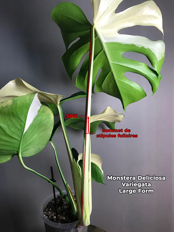 Largeform variegata