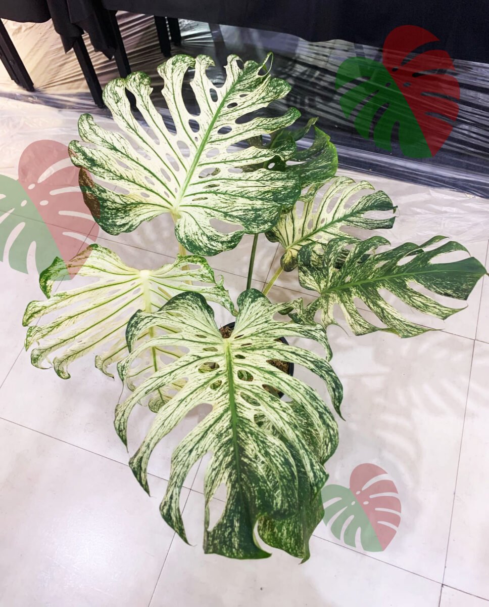 Monstera Devil Monster