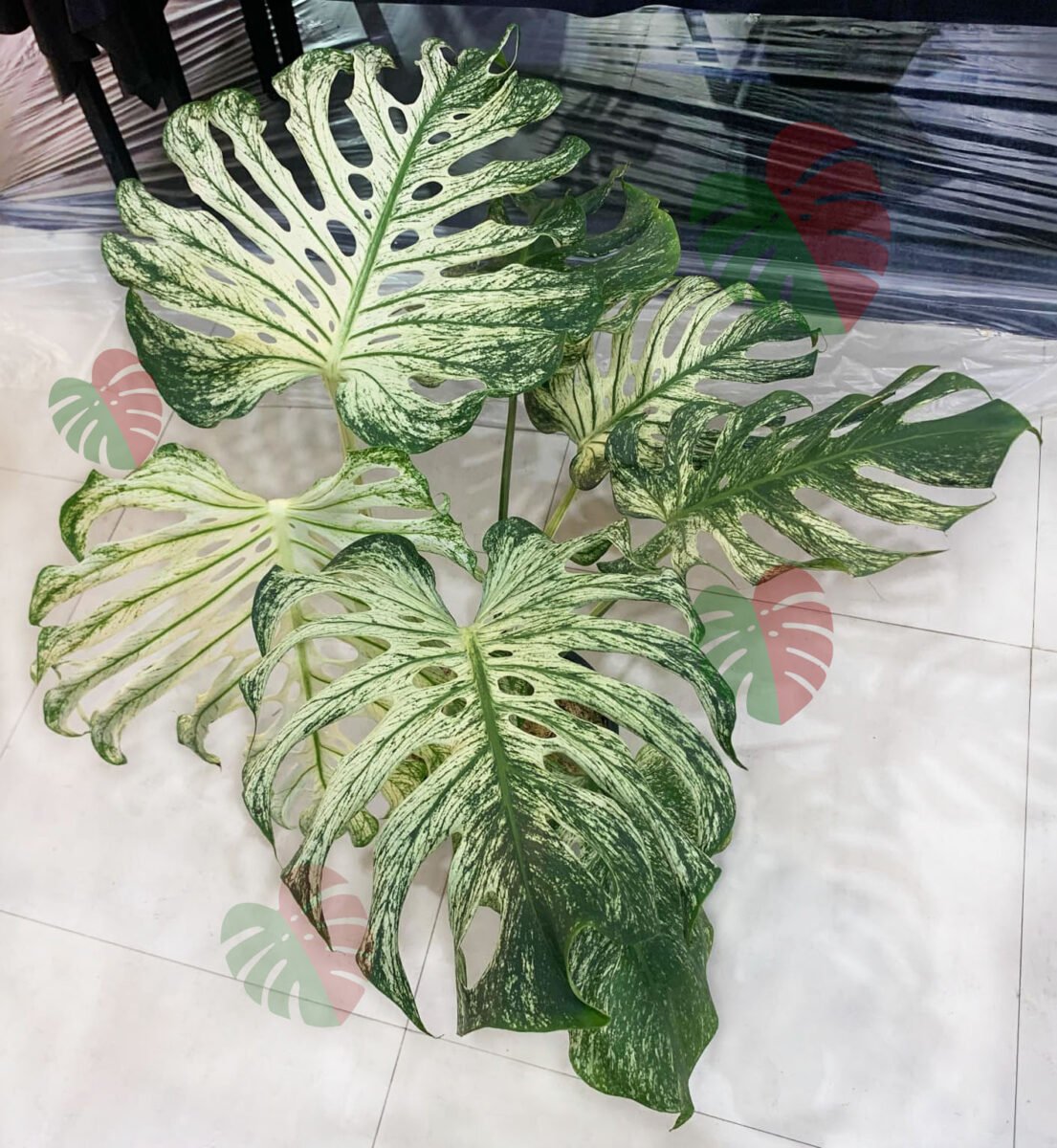 Monstera Devil Monster