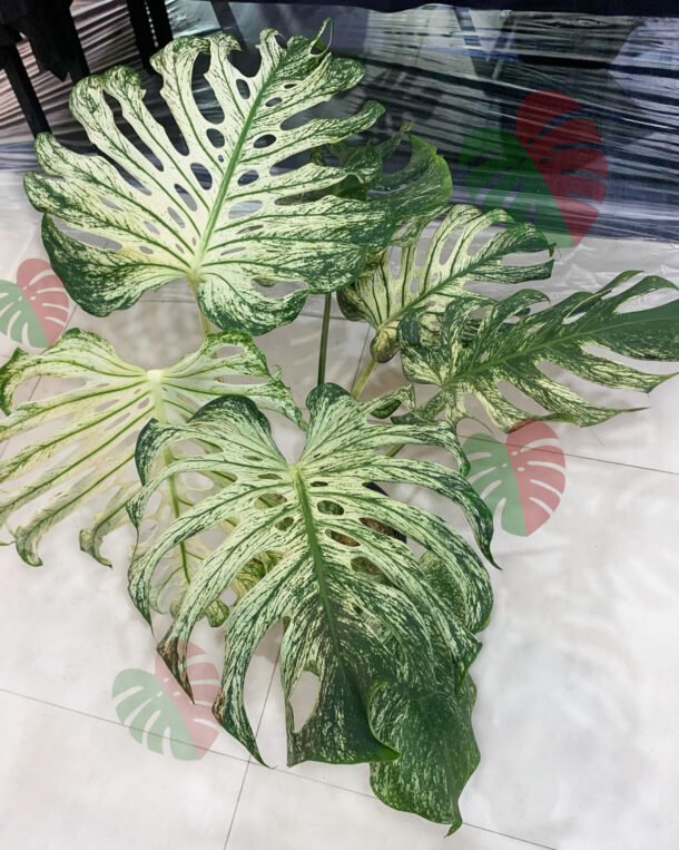 Monstera Devil Monster