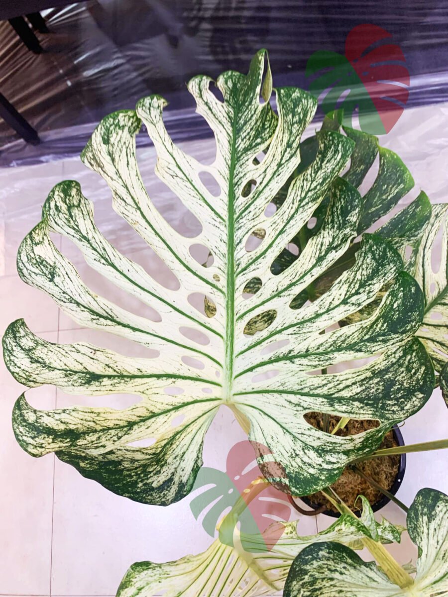 Monstera Devil Monster N681 – Image 3