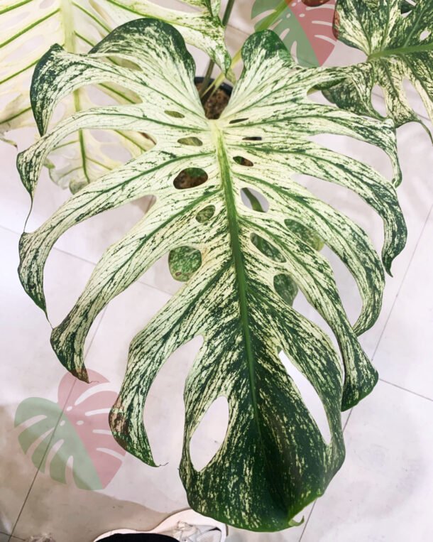 Monstera devil monster